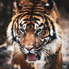 Close up of a sumatran tiger in captivity