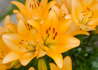 Floral background of light orange lilies on green foliage