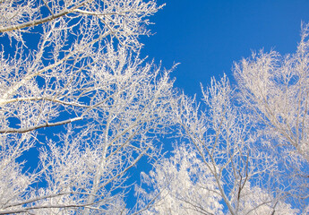 Branches of trees covered with snow on the background of a sunny blue sky