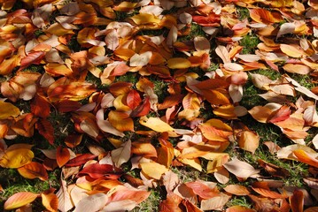 The bright orange, yellow and red leaves on the ground in autumn in Australia