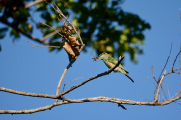Little Green bee-eater eating insects