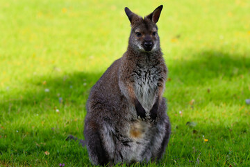 A Bennett’s Wallaby, sometimes called the Red-necked Wallaby, the species has a mainly grey coat with reddish shoulders and a black nose and paws.