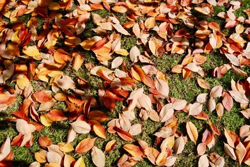 The bright orange, yellow and red leaves on the ground in autumn in Australia