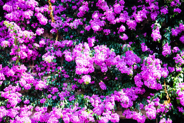 Obraz premium wunderschöne Blumen an Hausfassade