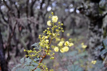 Native Australian wattle flower blooming in winter