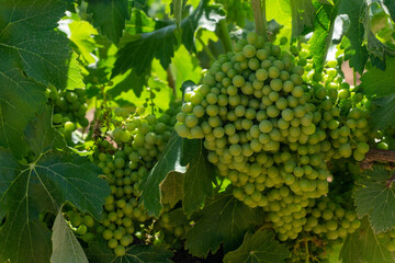 Viña con uvas en plena maduracion
