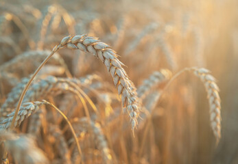 Wheat spike closeup