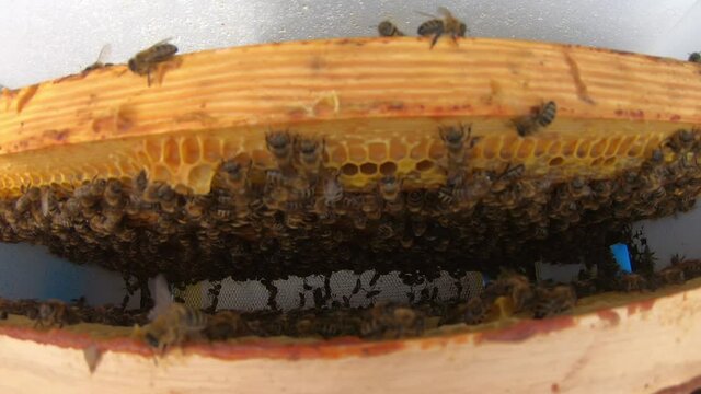 Honeycomb with bees. The bees pack honey comb with bee bread. Apitherapy.