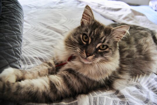 stripy cat on the bed in the cozy home