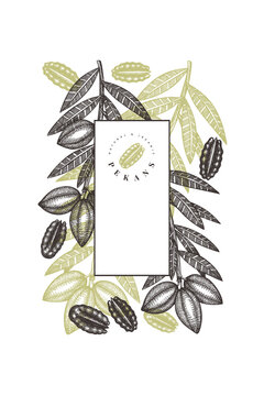 Hand drawn pecan branch and kernels design template. Organic food vector illustration on white background. Retro nut illustration. Engraved style botanical picture.
