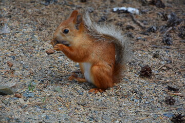 Naklejka na ściany i meble beautiful red squirrel standing on its hind legs close up