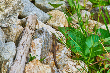 The viviparous lizard, Zootoca vivipara, Lacerta vivipara sitting on the rock, between green leaves