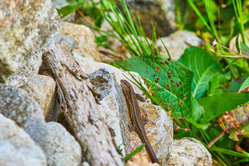 The viviparous lizard, Zootoca vivipara, Lacerta vivipara sitting on the rock, between green leaves
