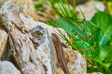 The viviparous lizard, Zootoca vivipara, Lacerta vivipara sitting on the rock, between green leaves