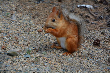 beautiful red squirrel standing on its hind legs close up