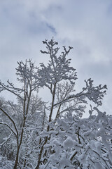 Winter landscape from the mountain with fir forest, snow and blue sky with clouds