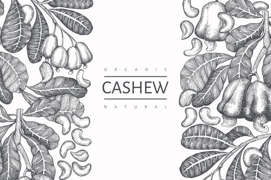 Hand drawn sketch cashew design template. Organic food vector illustration on white background. Vintage nut illustration. Engraved style botanical background.