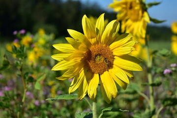 Biene auf Sonnenblume