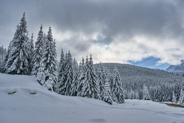 Winter landscape from the mountain with fir forest, snow and blue sky with clouds