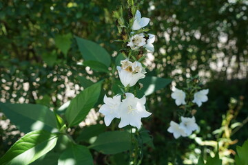 white flowers in the garden