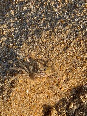 Crab on the beach