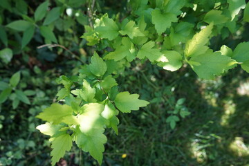 Fototapeta na wymiar green maple leaves