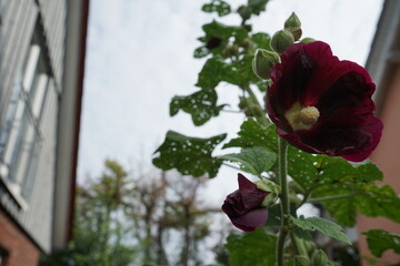 a flower holly hock