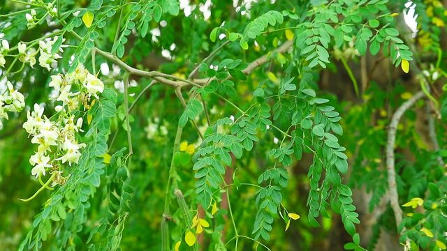 Moringa seeds and pods Has the effect of lowering blood pressure