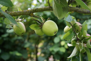 grüner Apfel am Baum