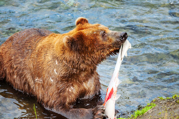 Bear in Alaska