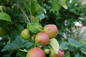  Ichneumonidae,Die Schlupfwespen sind nach Körperform und Lebensweise außerordentlich verschieden. Die Weibchen tragen alle einen längeren oder kürzeren Legebohrer. Die Larven der Schlupfwespen 