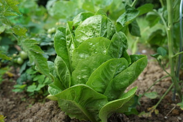 verschiedene Sorten Salat im Garten,