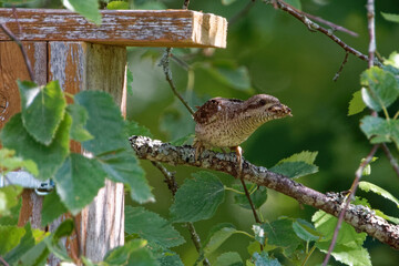 Eurasian wryneck or northern wryneck (Jynx torquilla) is a species of wryneck in the woodpecker family.