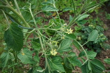 Tomaten noch nicht reif, Tomaten Blüten gelb