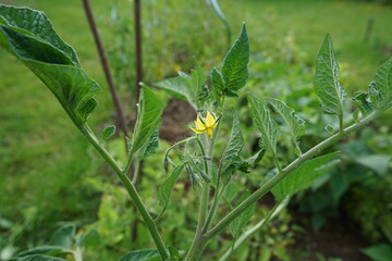 Tomaten noch nicht reif, Tomaten Blüten gelb