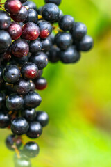 a close up image of a bunch of red grapes about to finish the ripening process 
