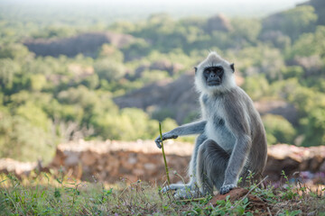 petit singe assit en contemplation près d'un temple bouddhiste au Sri Lanka