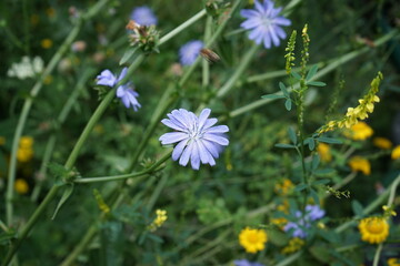 Die Gemeine Wegwarte, auch Zichorie genannt, ist eine Pflanzenart aus der Familie der Korbblütler. Sie wächst in Mitteleuropa häufig an Wegrändern. Kulturformen sind Chicorée, Zuckerhut, Radicchio,
