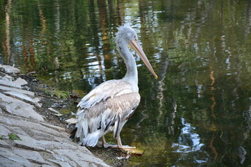 great white pelican