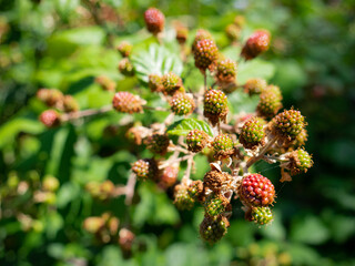 Macro view of red and green blackberries growing on the branches of a wild bush