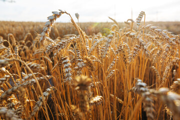 Wheat