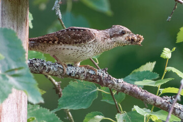 Eurasian wryneck or northern wryneck (Jynx torquilla) is a species of wryneck in the woodpecker family.