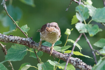 Eurasian wryneck or northern wryneck (Jynx torquilla) is a species of wryneck in the woodpecker family.