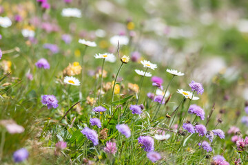 Alpages en fleurs dans les Alpes © Aurélien Antoine