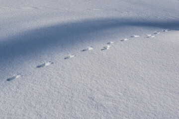 Naklejka premium The field coverd with snow and shadows and animal footprints
