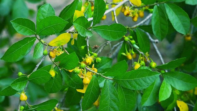 Tooth brush tree, Siamese rough bush, Streblus aspera Lour yellow flower and seeds