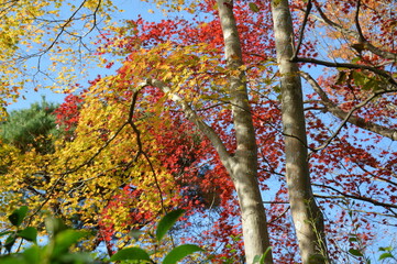 紅葉の京都
