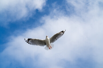 Obraz premium Red-billed gull flying with blue sky and cloud at Christchurch, New Zealand.