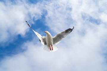 Red-billed gull flying with blue sky and cloud at Christchurch, New Zealand.