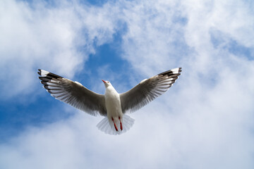 Red-billed gull flying with blue sky and cloud at Christchurch, New Zealand.